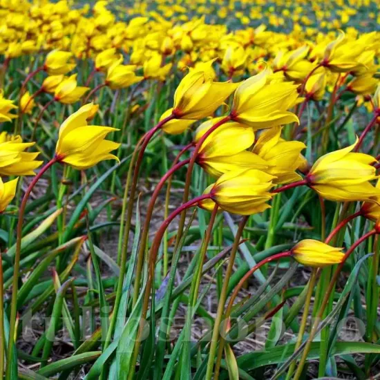 bulbi lalele sylvestris1