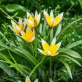 Bulbi Lalele Tarda (Tulip)