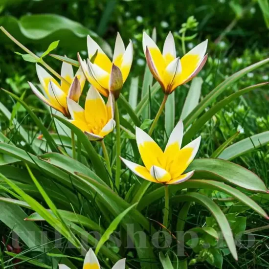Bulbi Lalele Tarda (Tulip) bulbi lalele tarda botanice galben alb stea