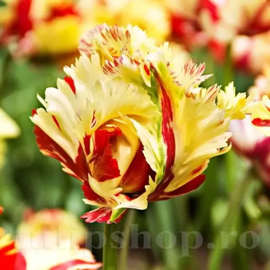 Bulbi Lalele Texas Flame (Tulip) bulbi lalele texas flame galben rosu exotic
