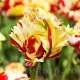 Bulbi Lalele Texas Flame (Tulip) bulbi lalele texas flame galben rosu exotic