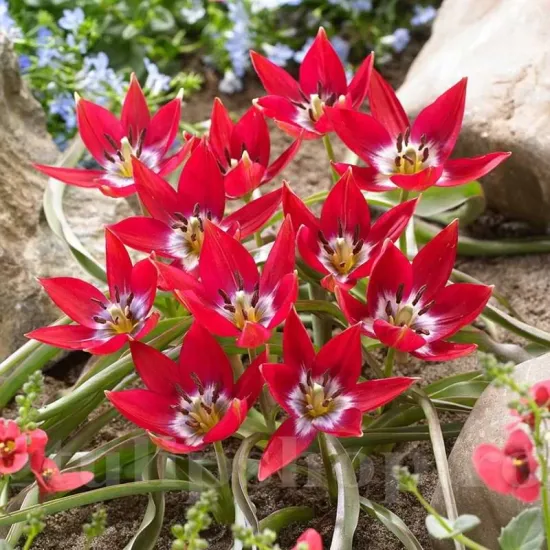 Bulbi Lalele Tiny Timo (Tulip) bulbi lalele tiny timo botanice tulipshop
