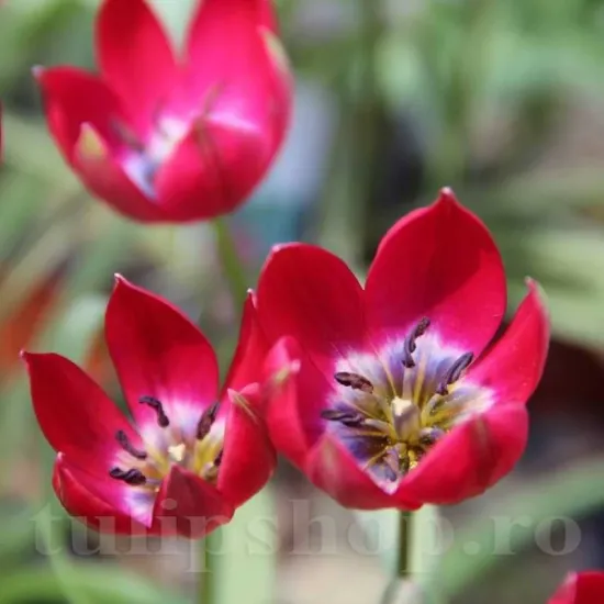 Bulbi Lalele Tiny Timo (Tulip) bulbi lalele tiny timo plantare toamna gradina