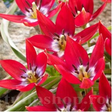Bulbi Lalele Tiny Timo (Tulip)
