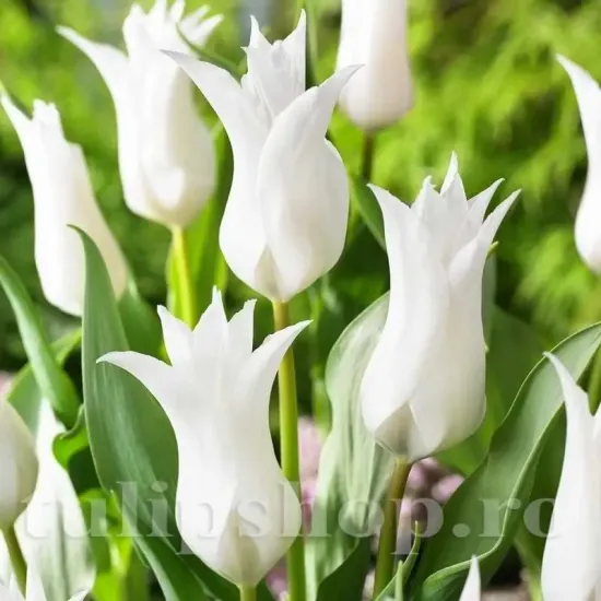 Bulbi Lalele Tres Chic (Tulip) bulbi lalele tres chic albe tip crin