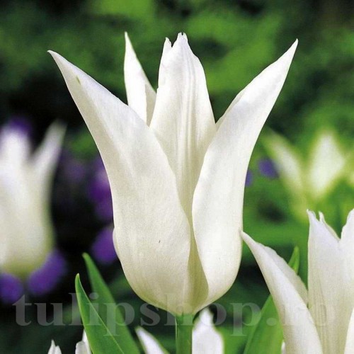Bulbi Lalele Tres Chic (Tulip)