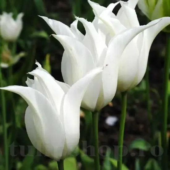 bulbi lalele tres chic2