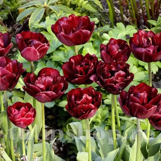 Bulbi Lalele Uncle Tom (Tulip) bulbi lalele uncle tom bordeaux elegant toamna