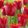 Bulbi Lalele Valery Gergiev (Tulip)