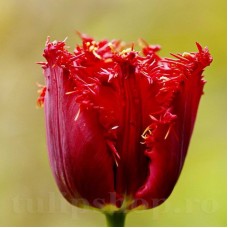 Bulbi Lalele Valery Gergiev (Tulip)