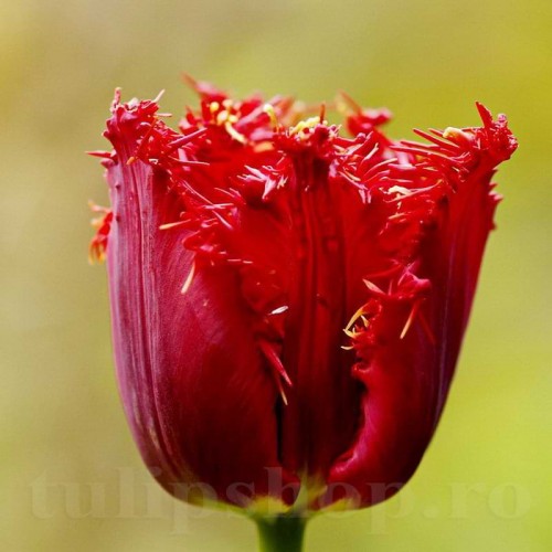 Bulbi Lalele Valery Gergiev (Tulip)