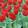 Bulbi Lalele Valery Gergiev (Tulip)