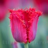 Bulbi Lalele Valery Gergiev (Tulip)