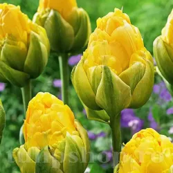 Bulbi Lalele Vanilla Coup (Tulip)