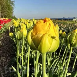 Bulbi Lalele Vanilla Coup (Tulip)