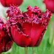 Bulbi Lalele Versaci (Tulip) bulbi lalele versaci rosu inchis franjurate 110x110