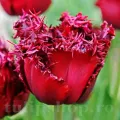 Bulbi Lalele Versaci (Tulip)