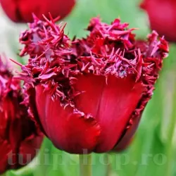 Bulbi Lalele Versaci (Tulip)