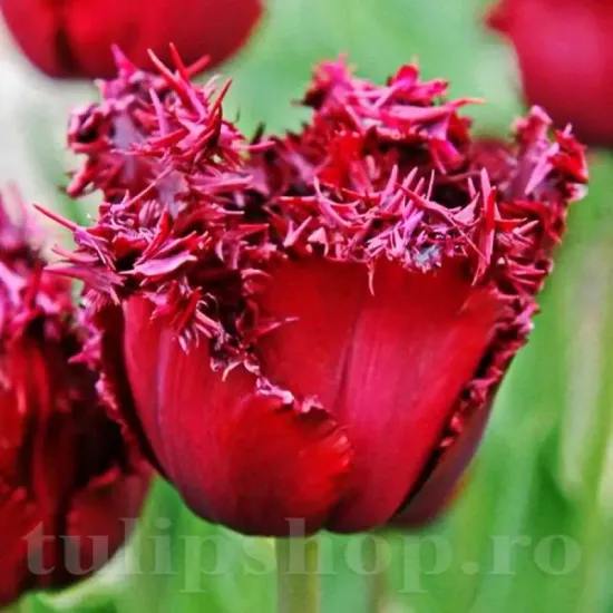 Bulbi Lalele Versaci (Tulip) bulbi lalele versaci rosu inchis franjurate