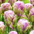 Bulbi Lalele Violet Pranaa (Tulip)
