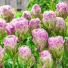Bulbi Lalele Violet Pranaa (Tulip)