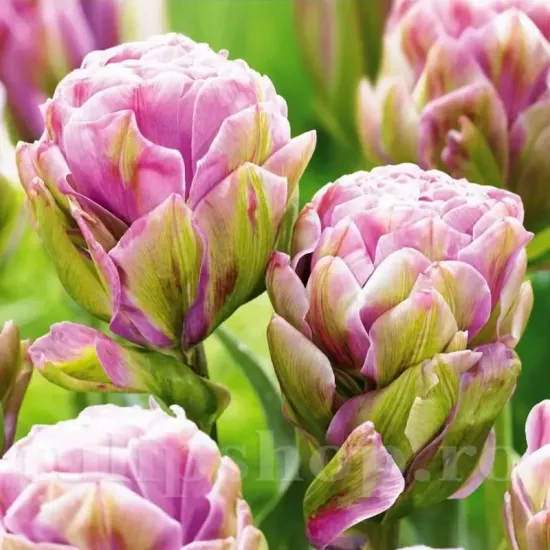 bulbi lalele violet prana2