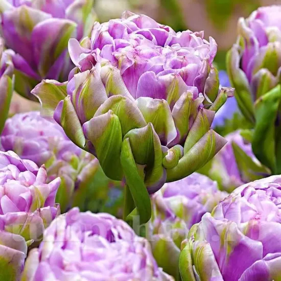 bulbi lalele violet prana3