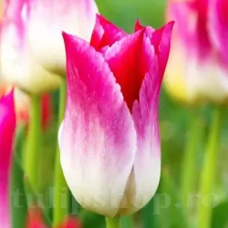 Bulbi Lalele Whispering Dream (Tulip)