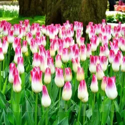 Bulbi Lalele Whispering Dream (Tulip)
