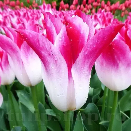 bulbi lalele whispering dream2