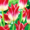 Bulbi Lalele Whispering Dream (Tulip)
