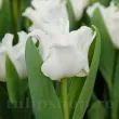 Bulbi Lalele White Liberstar (Tulip) bulbi lalele white liberstar albe forma coroana 110x110