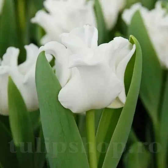 bulbi lalele white liberstar albe forma coroana