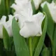 bulbi lalele white liberstar albe forma coroana