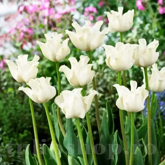 bulbi lalele white liberstar2