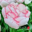 bulbi lalele wild romance tip bujor margini roz inflorire primavara 110x110