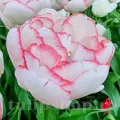 Bulbi Lalele Wild Romance (Tulip)