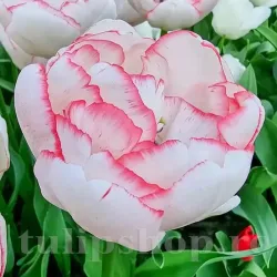 Bulbi Lalele Wild Romance (Tulip)