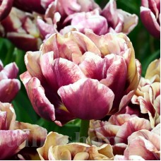 Bulbi Lalele Wyndham (Tulip)