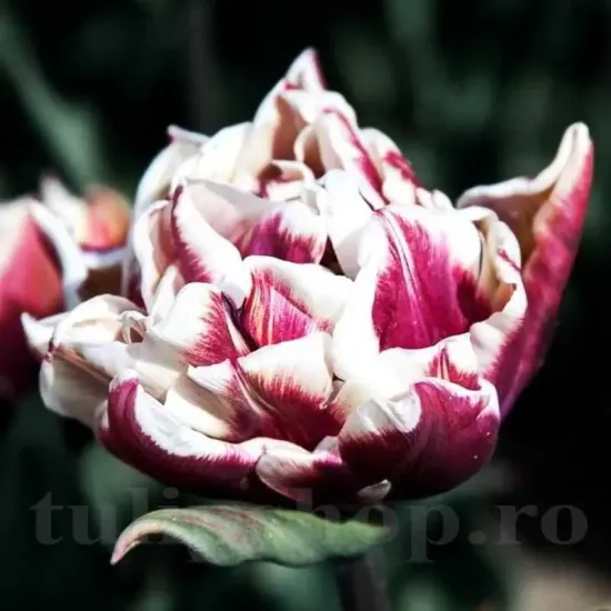 bulbi lalele windham3