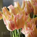 Bulbi Lalele Witty Picture (Tulip)
