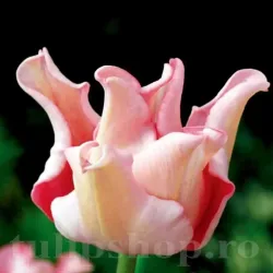 Bulbi Lalele Witty Picture (Tulip)