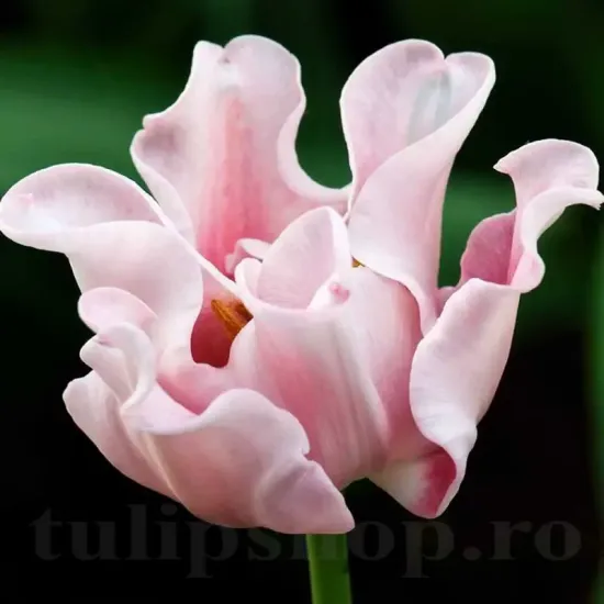 bulbi lalele witty picture3