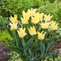 Bulbi Lalele Yellow Crown (Tulip)