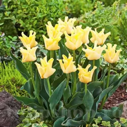 Bulbi Lalele Yellow Crown (Tulip)