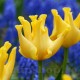 Bulbi Lalele Yellow Crown (Tulip) Bulbi Lalele Yellow Crown (Tulip)