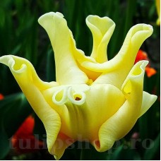 Bulbi Lalele Yellow Crown (Tulip)