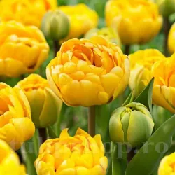 Bulbi Lalele Yellow Margarita (Tulip)