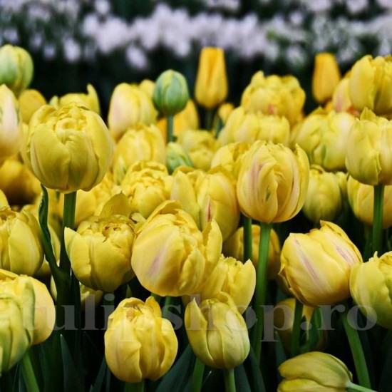 Bulbi Lalele Yellow Margarita (Tulip)