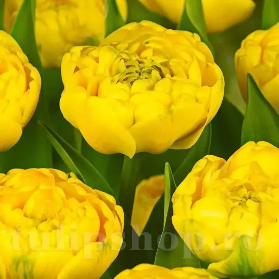 bulbi lalele yellow margarita2